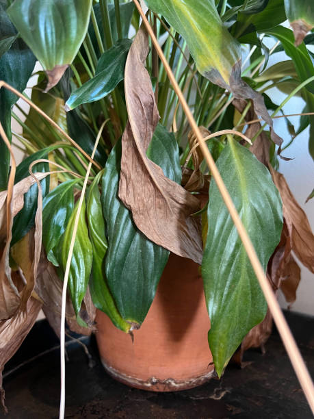 istock Peace Lily Plant Wilted 2189821883