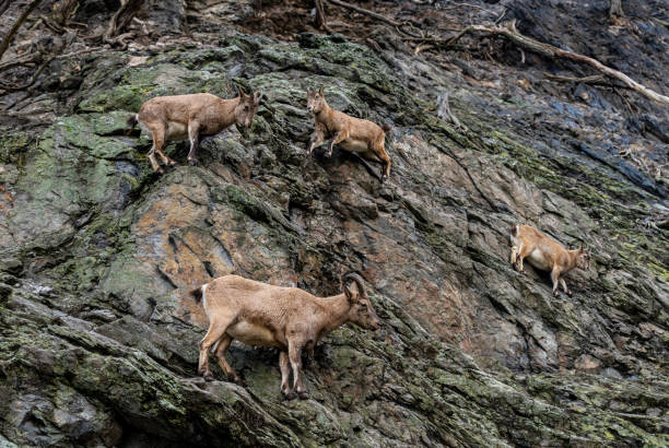 Group of Alpine ibex, wild goats that lives on the cliffs