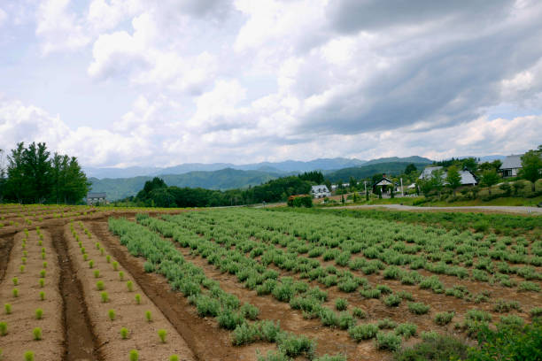 A picturesque view of a lavender farm with rows of young lavender plants growing in neatly arranged patterns. The earthy brown soil contrasts with the fresh green foliage. In the background, a small village with japanese traditional houses and an arched entrance sits against rolling hills and mountains, partially covered by lush trees. The sky is filled with dramatic clouds, casting soft shadows over the landscape, creating a peaceful and rustic countryside scene. Perfect for agricultural, nature, and rural lifestyle themes.
