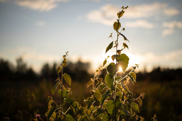 Plants in summer. Wild vegetation. Summer greenery. Natural objects.