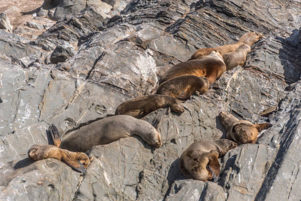 istock Sea lions sleeping on rocky slopes near Beagle Channel 2189824604