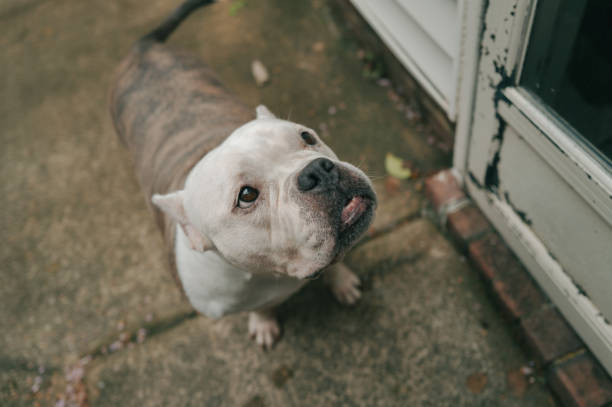 istock Pit bull Bulldog Mix - Concrete - Side Door - High Angle - Crop Ears 2189824610