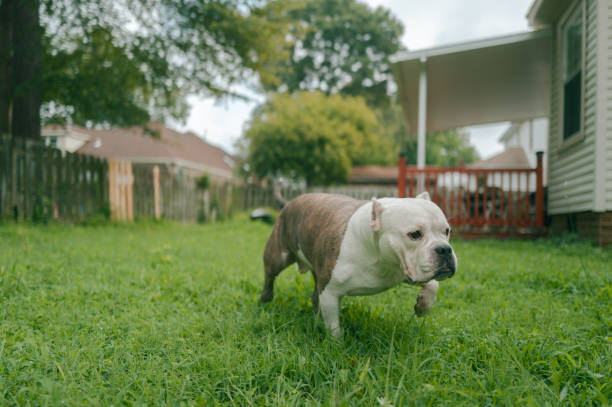 Pit bull Bulldog Mix - Backyard