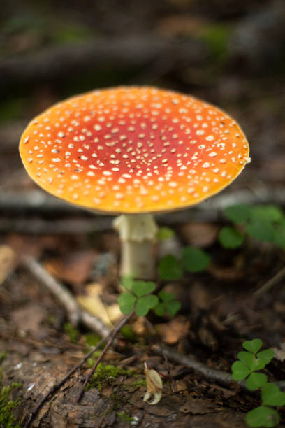 A fly agaric in the forest. Red fly agaric in autumn in the forest. Mushroom causing an alteration of consciousness. Details of nature.