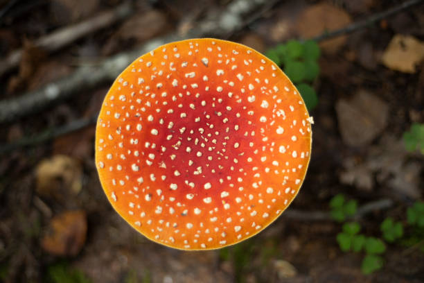 Red fly in the forest. Mushroom in the forest. A fly agaric mushroom. Shamanic mushroom.