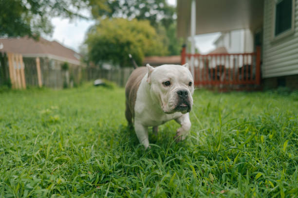 istock Pit bull Bulldog Mix - Backyard - Walking - Crop Ears 2189824862