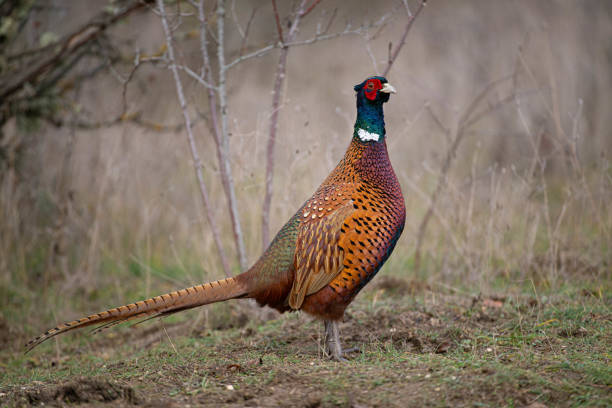 istock Pheasant Phasianus colchicus in the wild. Close up. Colorful bird 2189825099