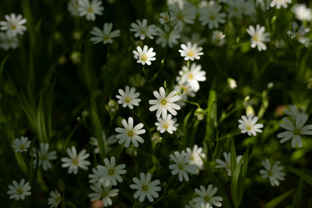 istock White flowers. Green grass. Field flowers. 2189825115