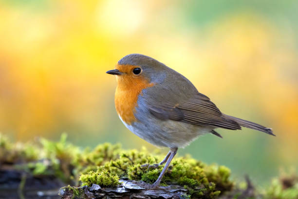 istock Garden Birds. Robin Erithacus rubecula in the wild 2189825130