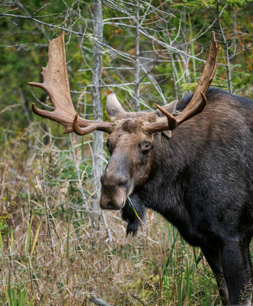 istock Portrait of a Moose 2189826572