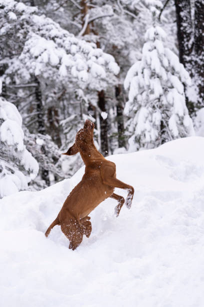 istock Hungarian Vizsla playing on snow 2189828210