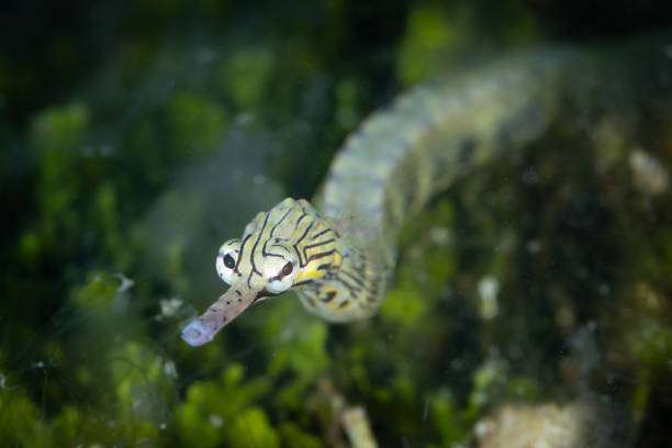 A reeftop pipefish, Corythoicthys haematopterus, swims along the seafloor of a coral reef in Indonesia. These sinuous fish are not too distantly related to seahorses.