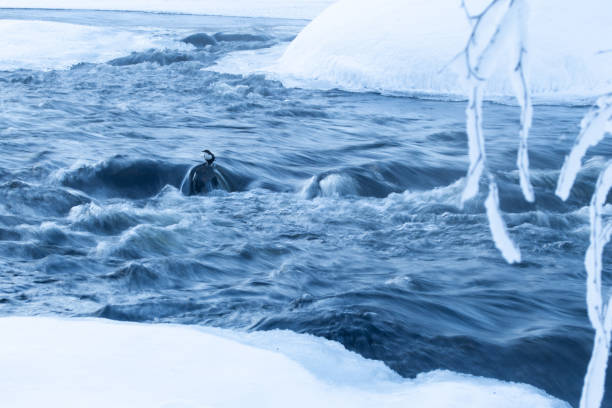St-Lawrence river in the winter,  Lachine rapids