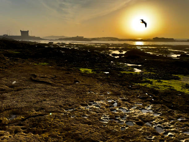 The sun sets over the Atlantic Ocean outside the battlement walls of Essaouira. Seabirds fly low over the waters