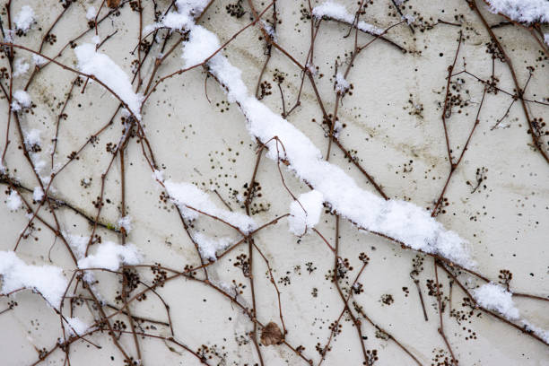Tangled ivy vines on a wall dusted with snow, creating an intricate natural winter pattern ideal for backgrounds or abstract designs. Closeup of bare climbing plants covered in snow,