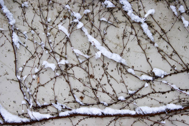 Tangled ivy vines on a wall dusted with snow, creating an intricate natural winter pattern ideal for backgrounds or abstract designs. Closeup of bare climbing plants covered in snow,