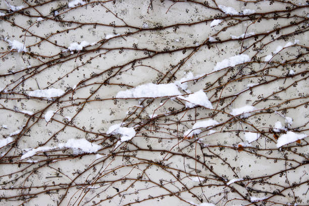 Tangled ivy vines on a wall dusted with snow, creating an intricate natural winter pattern ideal for backgrounds or abstract designs. Closeup of bare climbing plants covered in snow,