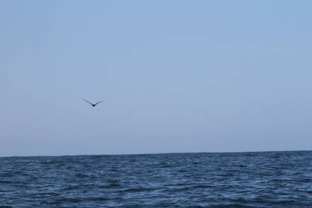 A bird flying over the sea.