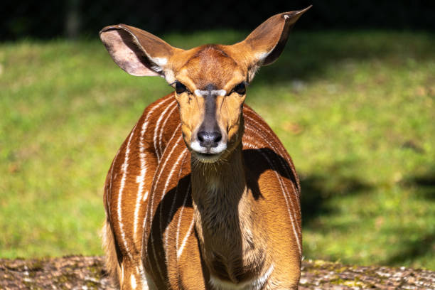 istock Nyala Antelope - Tragelaphus angasii. Wild life animal. 2189835268