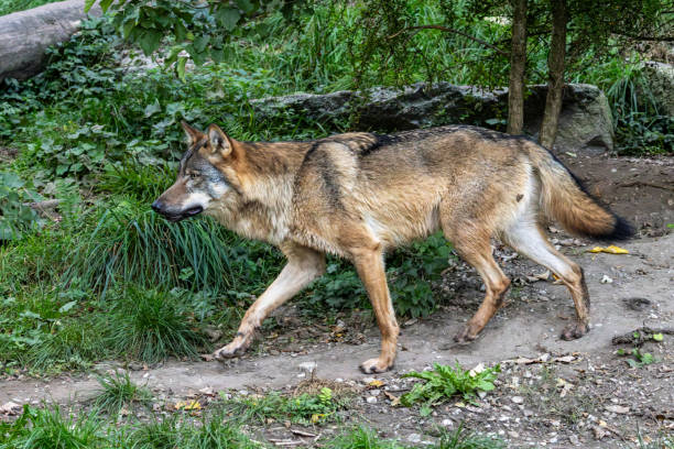 istock European Grey Wolf, Canis lupus in a german park 2189835816