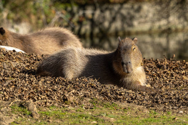 istock Capybara, Hydrochoerus hydrochaeris grazing on fresh green grass 2189836137