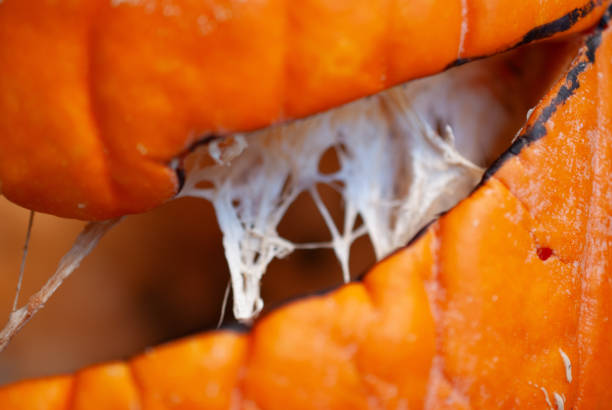 Thanksgiving still life background with miniature pumpkin