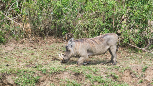 African warthog in its natural habitat