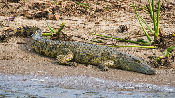 istock Large Nile crocodile in natural habitat 2189845446