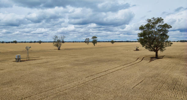 istock Wheat field with windmill under cloudy skies 2189845776