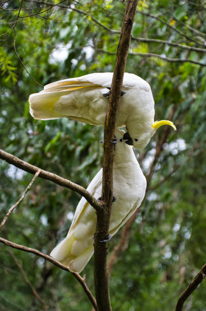 istock Courting sulphur-crested cockatoos 2189856104
