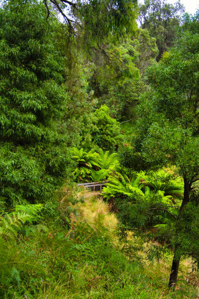 istock Valley with dense temperate rainforest, with huge ferns and tall trees, in  Greens Bush-Highfield, Mornington Peninsula, Australia 2189856121
