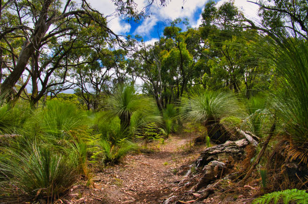 istock Footpath through bushland with large grass trees and eucalyptus trees, Mornington Peninsula, Victoria 2189856142