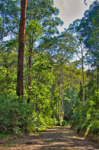 istock Dirt road through a forest with  tall mountain ash eucalyptus trees 2189856154