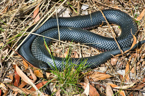istock A red-bellied black snake in the Australian bush 2189856211