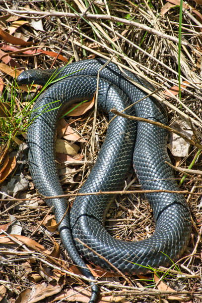 istock A red-bellied black snake in the Australian bush 2189856213