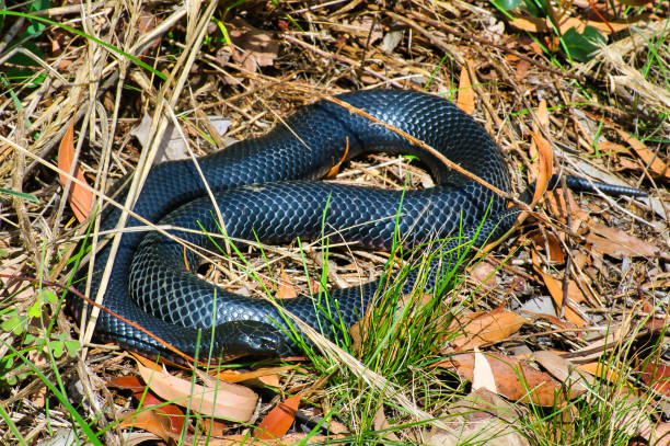 istock A red-bellied black snake in the Australian bush 2189856340