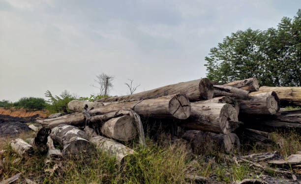 istock Pile of weathered woods in a open space. 2189856611