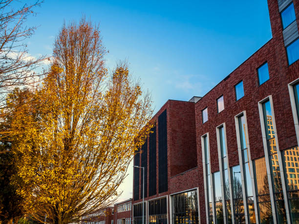 Sunlight hits an autumn tree imparting a bright golden foliage. Near a modern commercial building. Perspective view from street level. Splash of vibrant yellow color contrasts well with the blue sky.