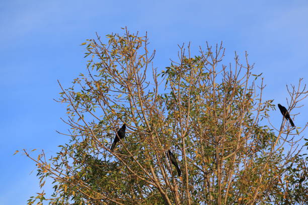 Cormorants colonize the top of a tree at Keoladeo National Park, Bharatpur, India.