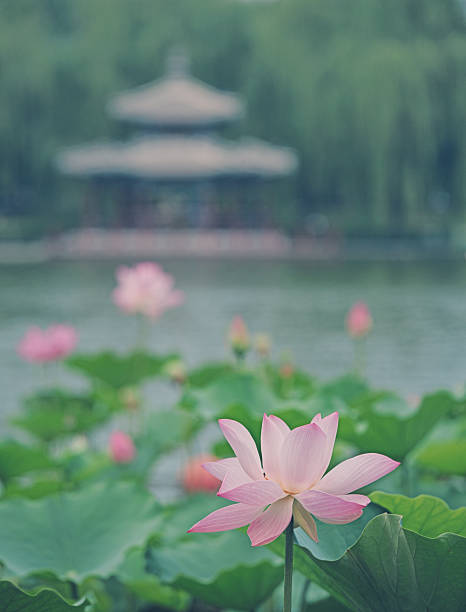 istock Lotus Flowers in Classical Chinese  Gardens 2189860376