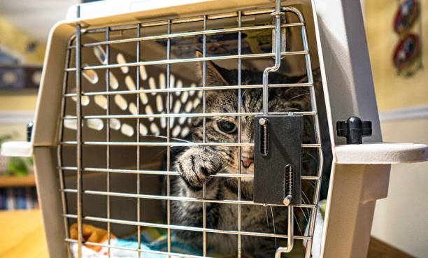 Domestic Tabby Cat in Pet Carrier at Veterinarian