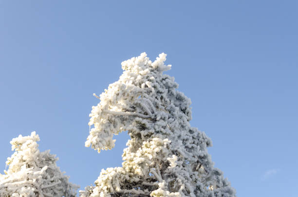 Snow-laden trees decorate the landscape of Mount Monadnock in winter. The sunlight glimmers off the frost, creating a serene atmosphere.