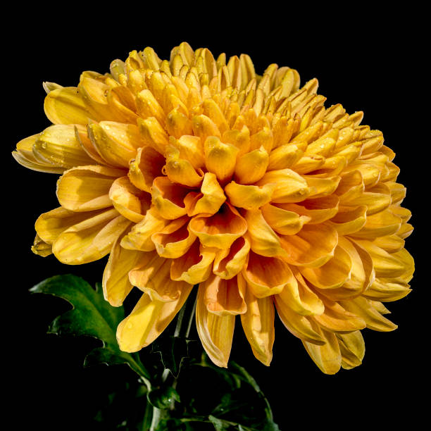 istock Golden Chrysanthemum Blossom with Dew on a black background 2189865509