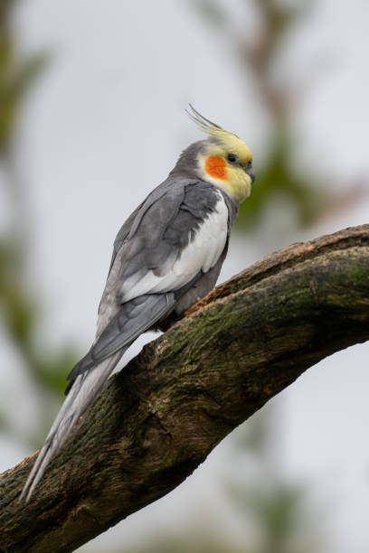 istock Portrait of a Cockatiel 2189865796
