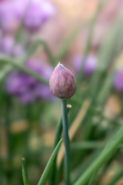 Close-Up of Chive flower bud in garden in spring time with selective focus