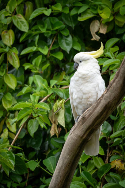 istock Portrait of a Cockatoo 2189865832