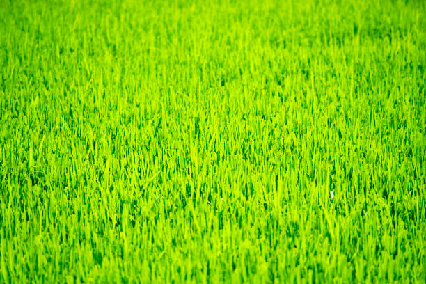 A vivid, lush green rice field showcases healthy growth under bright daylight, emphasizing the beauty of nature and agriculture in a rural setting.