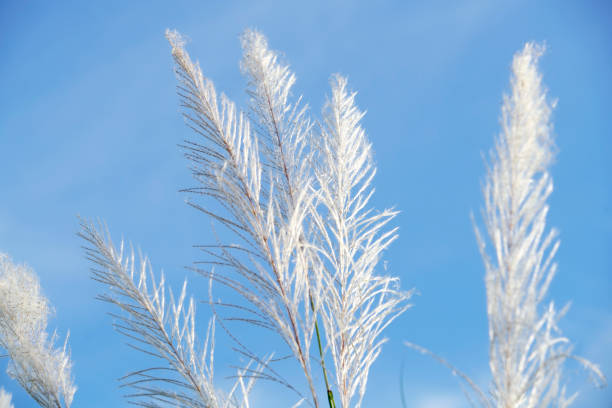 istock Delicate White Pampas Grass Against a Clear Blue Sky 2189874888