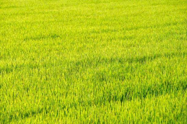 This captivating image showcases a lush green rice field basking under bright sunlight. The vibrant growth represents agricultural beauty and rural serenity.
