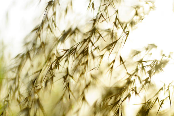 A soft, ethereal image of delicate grasses illuminated by natural light, creating a serene atmosphere. Perfect for nature themes and tranquil settings.